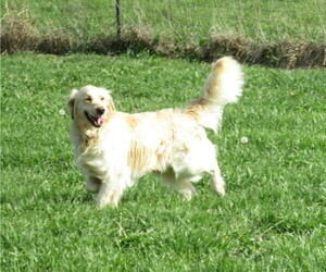 Golden Retriever Dog for Adoption in MOBERLY, Missouri USA