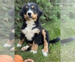 Small Photo #3 Bernese Mountain Dog Puppy For Sale in MIDDLEBURY, IN, USA