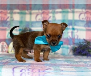 Carkie Puppy for sale in LANCASTER, PA, USA
