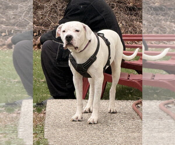 Medium Photo #2 American Pit Bull Terrier-Argentinian Mastiff Mix Puppy For Sale in Brewster, NY, USA