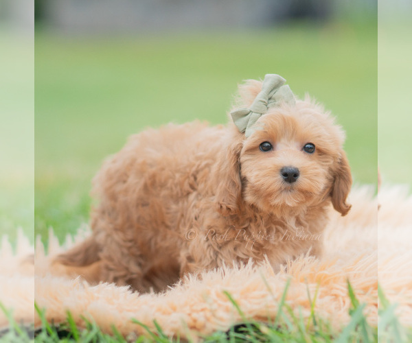 Medium Photo #3 Maltipoo (Miniature) Puppy For Sale in WARSAW, IN, USA