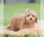 Small Photo #15 Maltipoo (Miniature) Puppy For Sale in WARSAW, IN, USA