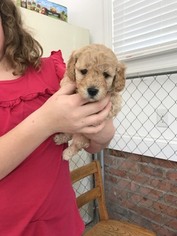Poodle (Toy) Puppy for sale in KING, NC, USA