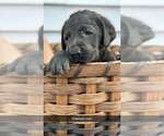 Small Photo #3 Labrador Retriever Puppy For Sale in CASHTON, WI, USA