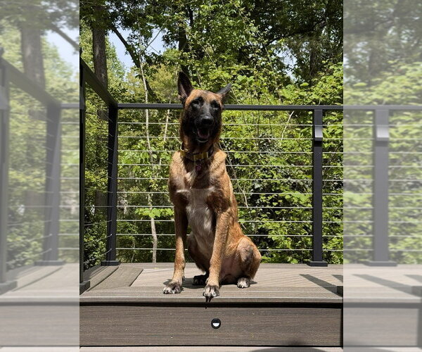 Medium Photo #7 Mutt Puppy For Sale in Imlay City, MI, USA