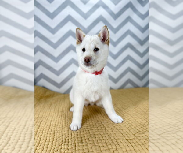 Medium Photo #3 Shiba Inu Puppy For Sale in Lakewood, CO, USA