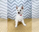 Small #2 Shiba Inu