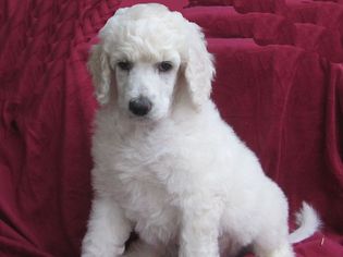 Poodle (Standard) Puppy for sale in CHICO, CA, USA