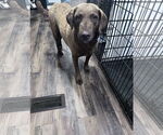 Small #4 Chesapeake Bay Retriever