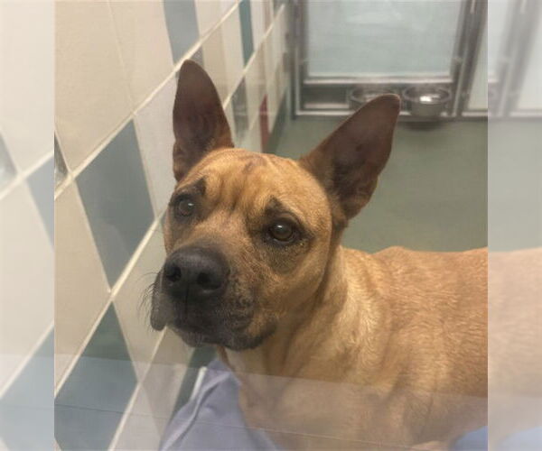 Medium Photo #1 German Shepherd Dog-Unknown Mix Puppy For Sale in Plano, TX, USA