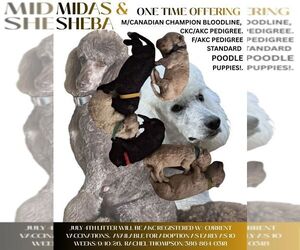 Mother of the Poodle (Standard) puppies born on 07/04/2026