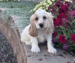 Small #2 Cocker Spaniel