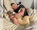 Small #4 American Pit Bull Terrier Mix