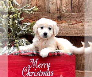 Golden Retriever Puppy for sale in DRY RUN, PA, USA