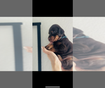 Small #5 Doberman Pinscher