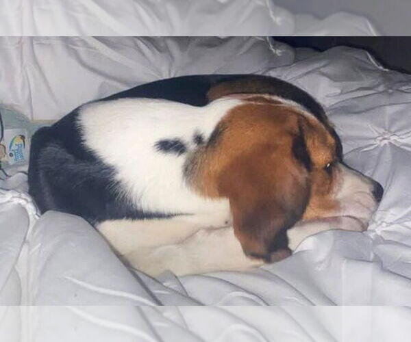 Medium Photo #7 Beagle Puppy For Sale in Dunnellon, FL, USA
