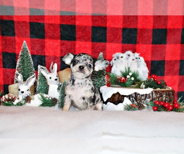 Medium Photo #33 Chihuahua Puppy For Sale in CHARLESTON, AR, USA