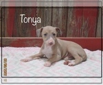 Puppy 2 Italian Greyhound