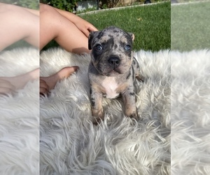 American Bully Puppy for sale in YUCAIPA, CA, USA