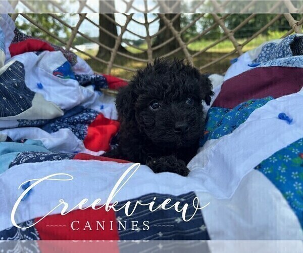 Medium Photo #6 Schnoodle (Miniature) Puppy For Sale in NIANGUA, MO, USA