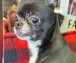Small Photo #1 Chihuahua Puppy For Sale in WHALEYVILLE, MD, USA