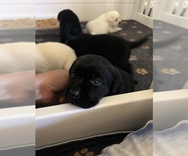 Medium Photo #12 Labrador Retriever Puppy For Sale in LOUISBURG, NC, USA