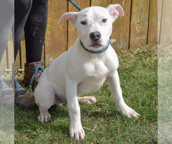 Medium Photo #6 American Bulldog-American Staffordshire Terrier Mix Puppy For Sale in Huntley, IL, USA
