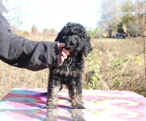 Goldendoodle Puppy for sale in RIPLEY, TN, USA