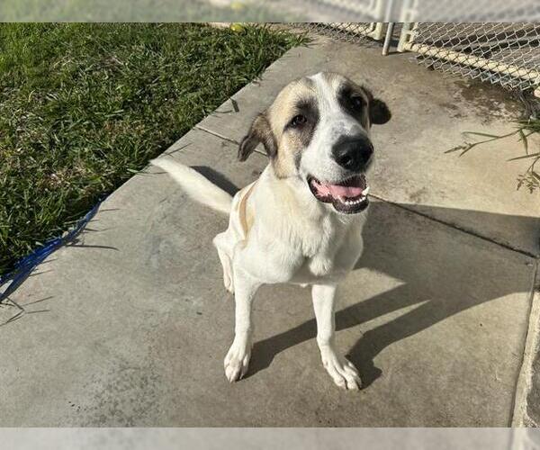 Medium Photo #2 Anatolian Shepherd-Unknown Mix Puppy For Sale in Grand Prairie, TX, USA