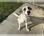 Small #1 Anatolian Shepherd Mix