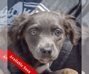 Chion Dogs for adoption in Huntley, IL, USA