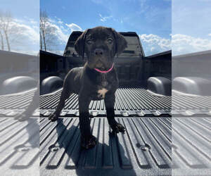 Cane Corso Puppy for sale in MILLERSBURG, OH, USA