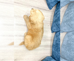 Small Photo #11 Goldendoodle (Miniature) Puppy For Sale in MILLERSBURG, OH, USA