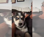 Small #3 Siberian Husky