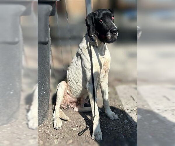 Medium Photo #3 Great Dane Puppy For Sale in Bullard, TX, USA