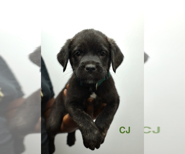 Medium Photo #4 Cane Corso Puppy For Sale in PHILADELPHIA, PA, USA