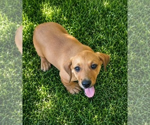 Dachsador Dogs for adoption in Oakhurst, NJ, USA