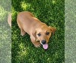 Small Dachsador