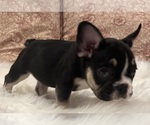 Puppy 3 French Bulldog