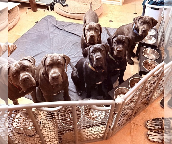 Medium Photo #1 Cane Corso Puppy For Sale in WOODLAND HILLS, CA, USA