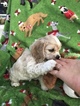 Small Photo #5 Cocker Spaniel Puppy For Sale in LAKELAND, FL, USA