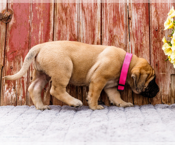 Medium Photo #24 Mastiff Puppy For Sale in WAKARUSA, IN, USA