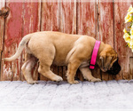 Small Photo #24 Mastiff Puppy For Sale in WAKARUSA, IN, USA