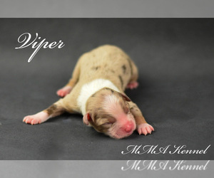 Australian Shepherd Puppy for sale in EASTON, MO, USA