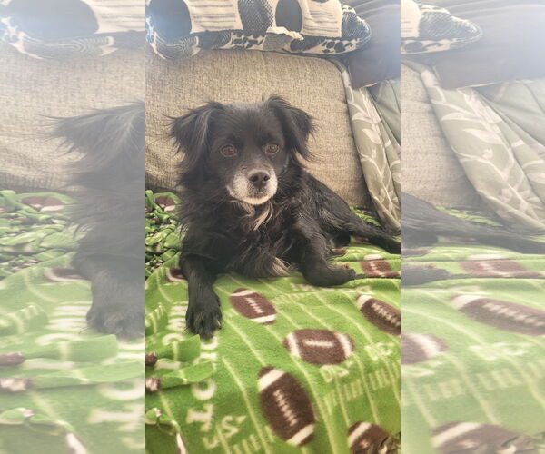 Medium Photo #4 Cavalier King Charles Spaniel-Unknown Mix Puppy For Sale in Rockaway, NJ, USA