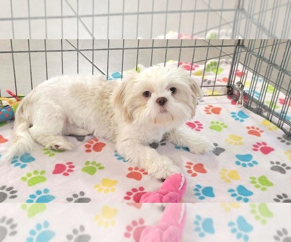 Medium Photo #11 Shih Tzu Puppy For Sale in ORO VALLEY, AZ, USA