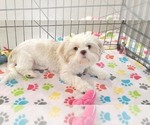 Small #10 Shih Tzu