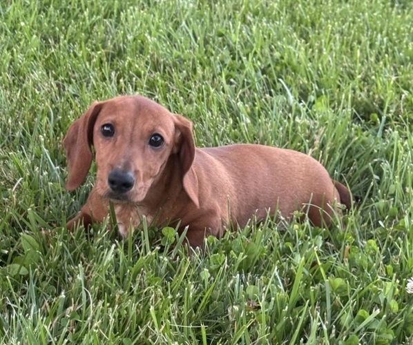 Medium Photo #1 Dachshund Puppy For Sale in CANOGA, NY, USA