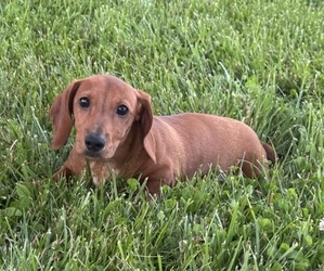 Dachshund Puppy for sale in CANOGA, NY, USA
