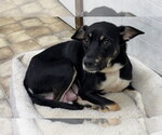 Small #6 Labrador Retriever Mix